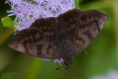 Pellicia arina