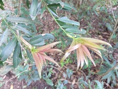Podocarpus