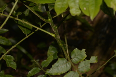 Dysoxylum