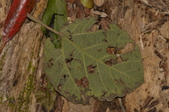 Dendrocnide excelsa