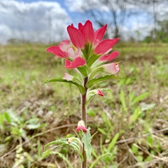 Castilleja indivisa