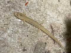 Caudata