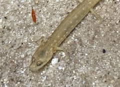 Caudata