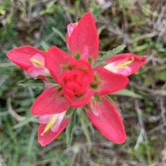 Castilleja indivisa