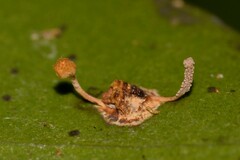 Ophiocordyceps dipterigena
