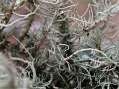 Biatoropsis usnearum