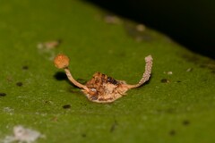 Ophiocordyceps dipterigena