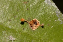 Ophiocordyceps dipterigena
