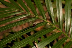 Austroargiolestes amabilis