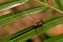 Austroargiolestes amabilis