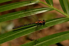 Austroargiolestes amabilis