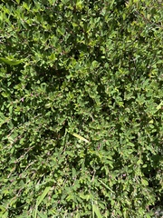 Kummerowia stipulacea