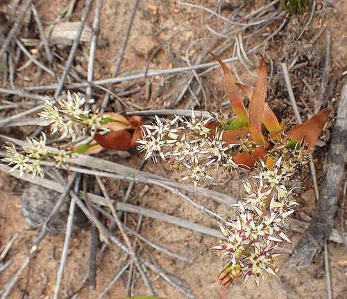 Image of Wurmbea spicata by no rights reserved