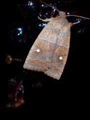 Eupsilia vinulenta