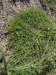 Kummerowia stipulacea