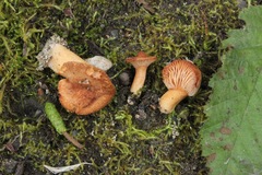 Lactarius alpinus mitis