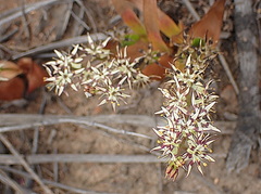 Wurmbea spicata