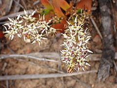 Wurmbea spicata