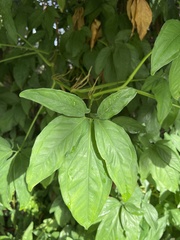 Syngonium