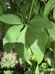 Syngonium