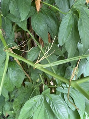 Syngonium