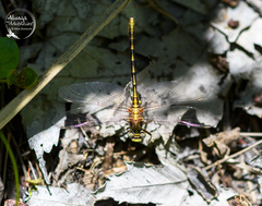 Phanogomphus