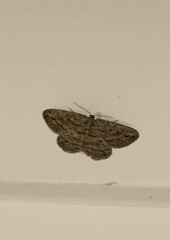 Zermizinga sinuata