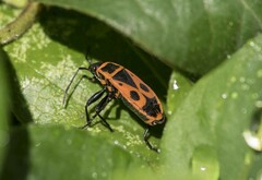 Pyrrhocoris apterus