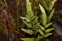 Lindsaea ensifolia