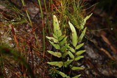 Lindsaea ensifolia