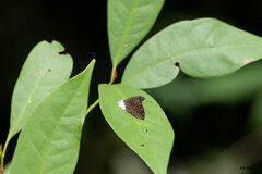 Darpa striata