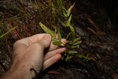 Lindsaea ensifolia