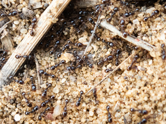 Tetramorium caespitum