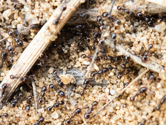 Tetramorium caespitum