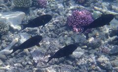 Acanthuridae