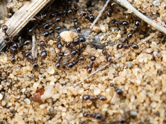 Tetramorium caespitum