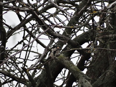 Dendrocopos syriacus