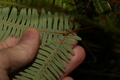 Dicranopteris linearis linearis