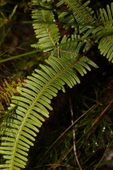 Dicranopteris linearis linearis