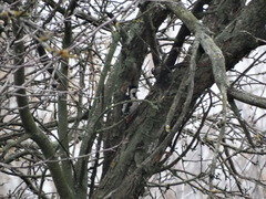 Dendrocopos syriacus