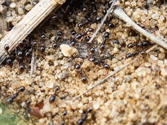 Tetramorium caespitum