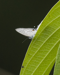 Catochrysops