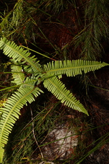 Dicranopteris linearis linearis