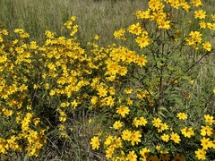 Bidens aristosa