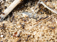 Tetramorium caespitum