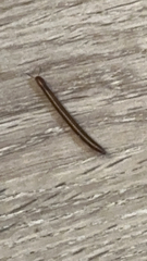 Parajulidae