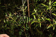 Boronia rivularis