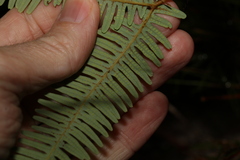 Dicranopteris linearis linearis