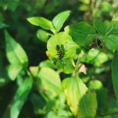 Vulgichneumon leucaniae
