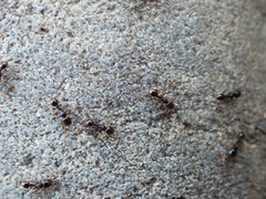 Tetramorium caespitum